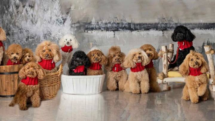 El único mercado para perros de Zaragoza llega esta semana: gratis, fotos y expositores