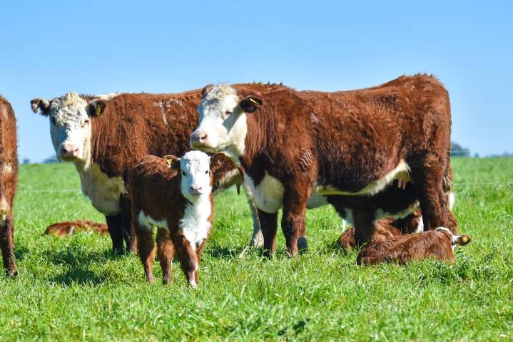 Opinión. Más campo, menos mitos. Conceptos para entender su rol en Argentina