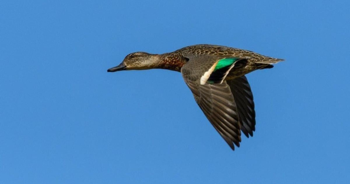 Most commonly hunted migratory birds in Connecticut
