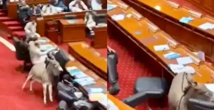 Video Of Donkey Running Around Inside Pakistani Parliament Goes Viral; Netizens Amused Even As Authenticity Is Questioned