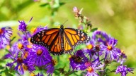 Una aplicación para rastrear los increíbles viajes de la mariposas monarca