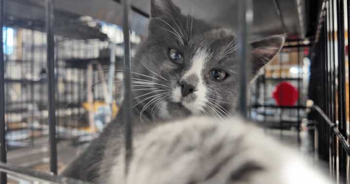 Akron Rescue Cats locked out of Facebook account during peak fundraising season