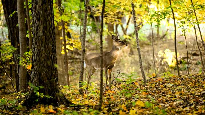 Michigan firearm deer season numbers. Where hunters saw success