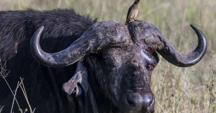 The blurry line between commensalism and mutualism