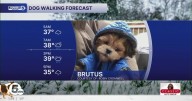 Your wet and windy Wednesday Dog Walking Forecast