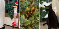 Quién es “La gata loca”, que está obsesionada con el árbol de Navidad, y se hizo viral en TikTok