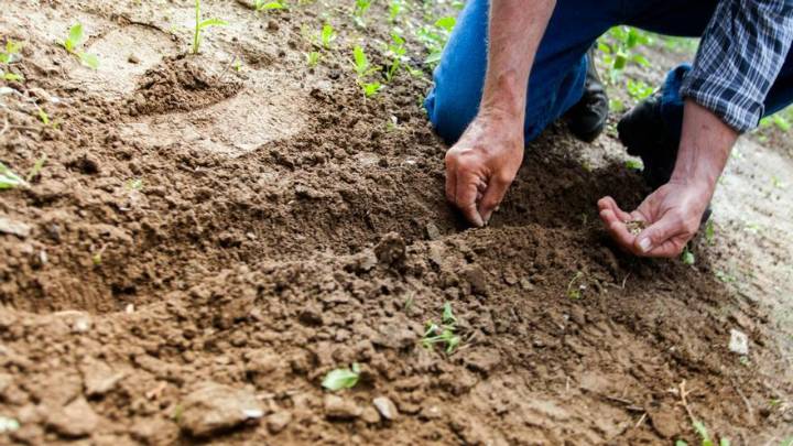 Más de 9.000 agricultores y ganaderos reciben desde este jueves 23,4 millones de la PAC