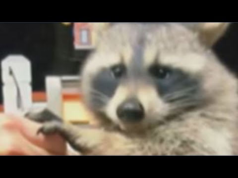 Walk on the Wild Side