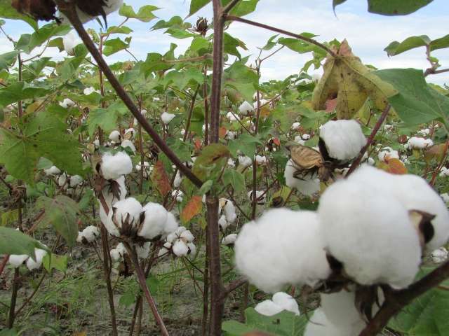 El ICA estableció fechas para temporada algodonera en el Meta