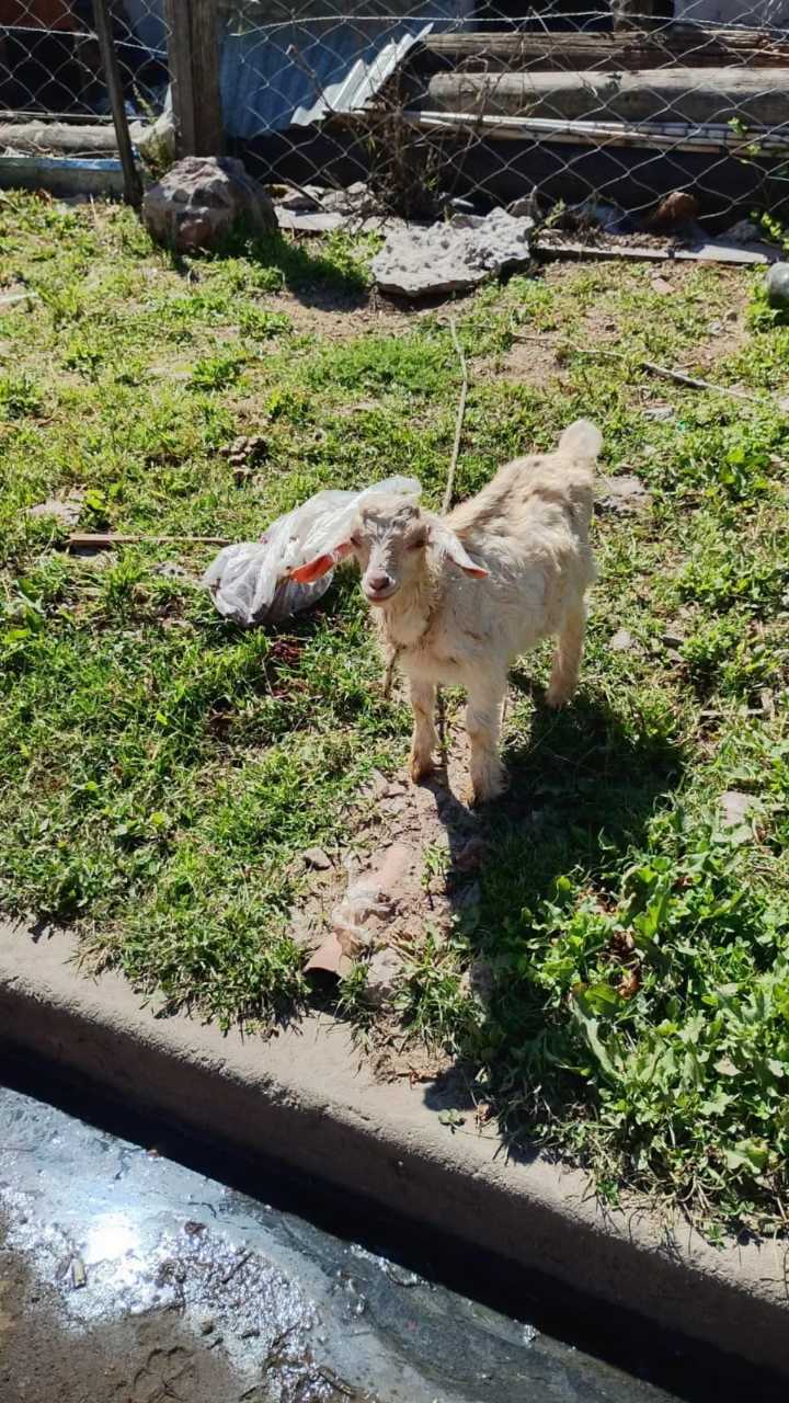 Se robaron a "Pepe", un cabrito bebé de La Ribera: Su familia ofrece recompensa