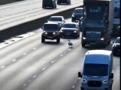 Swan saved after stopping motorway traffic
