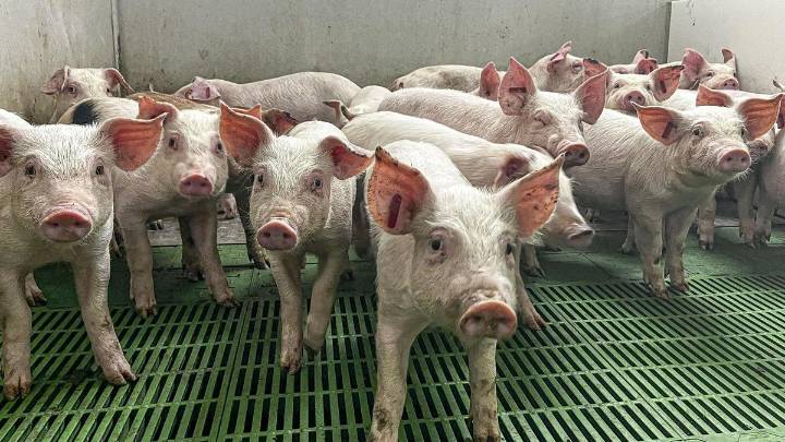 Extremadura pone coto a la peste porcina: síntomas, transmisión y mortalidad