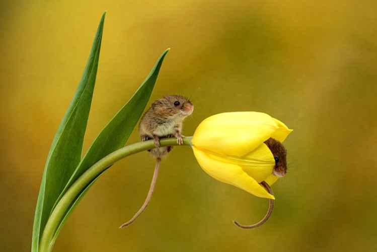 Ratones cosecheros: los diminutos roedores que duermen en flores