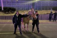 Runaway horse on highways near JFK Airport brought to safety by Port Authority police