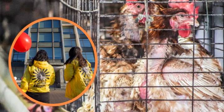 Activistas se plantaron frente a empresa neerlandesa para poner fin a la crueldad animal en su filial de Colombia: “Es inconcebible”
