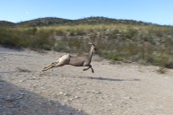 Inicia temporada de caza deportiva en el estado de Chihuahua