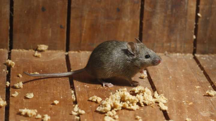 How To Identify Mouse Damage In Your Home