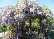 La planta perfecta para el verano: esta planta trepadora crea una sombra fragante y transforma cualquier balcón