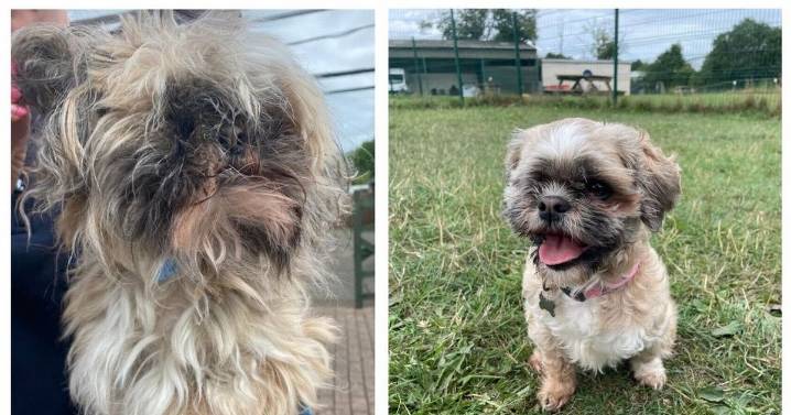 Newcastle Dog & Cat Shelter launches '12 strays of Christmas' appeal