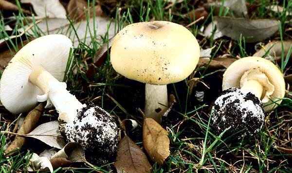Beware the death cap: East Bay parks officials warn about toxic mushrooms