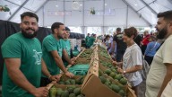 Diez años de sabor de Mogán: el aguacate seduce en su feria de invierno