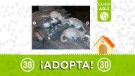 Ocho gaticos en Barbosa buscan hogar: es urgente ubicarlos ¿puedes adoptar uno?