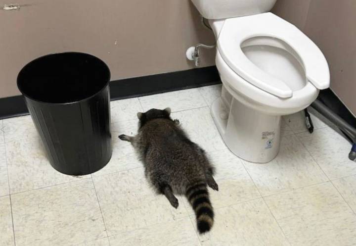 Drunk raccoon breaks into Virginia liquor store, passes out