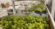 Unifrutti Group adquiere por US$150 millones a Safco Perú | Unifrutti Group 