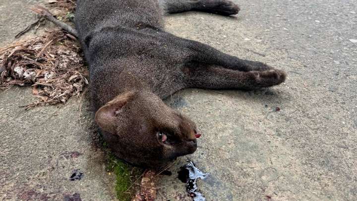 En apenas un mes de operación, el nuevo tramo de la vía al mar entre Vegachí y Remedios se llenó de animales muertos