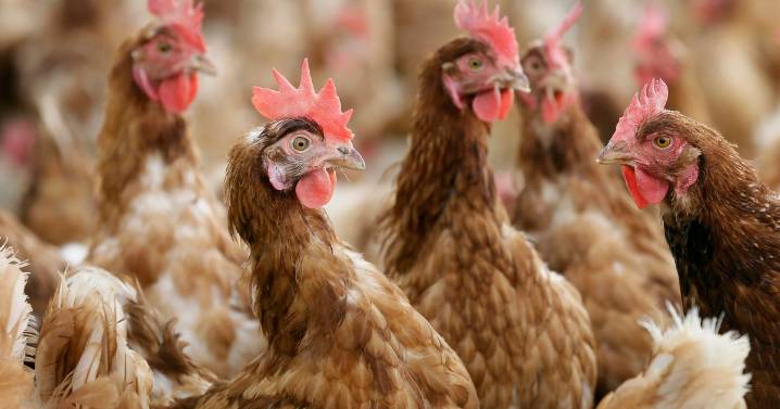 California animal rights activist sentenced to 90 days in jail for stealing chickens from Perdue poultry plant