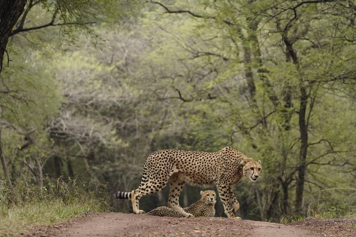 International Cheetah Day: CM Mohan Yadav Releases Kuno National Park's Cheetah Veera, 2 Cubs Into The Wild -