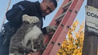 Rescataron policías a gatito; estaba entre cables de la CFE🎦