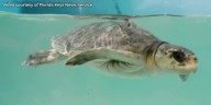 Endangered sea turtles to rehab in Florida