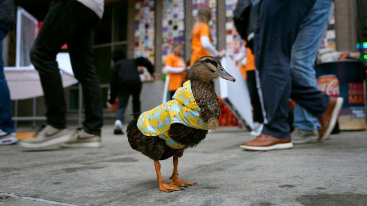 Meet Dawn the Duck, a famous Rhode Island pet turned viral sensation