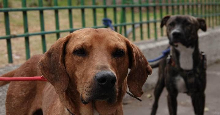 ONG salva a 'perros peregrinos' olvidados en festejos guadalupanos