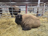 Reasons for optimism among bison producers