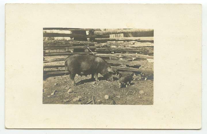 Arkansas Postcard Past: Arkansas, circa 1910