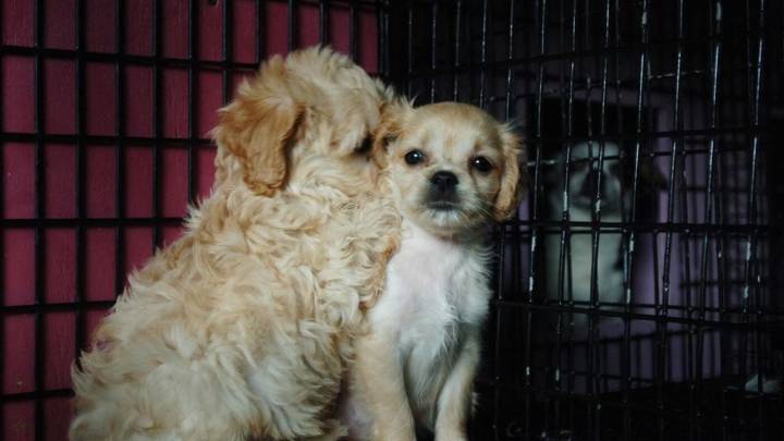 5 razones para pensar dos veces antes de regalar mascotas en Navidad