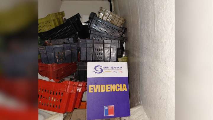 Terminal Pesquero: Incautan más de 800 kilos de productos pesqueros sin Acreditación de Origen Legal