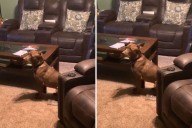 Dog’s Hilarious Reaction to Getting Caught Wins Pet of the Week