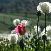 Opium poppy farming hits 10-year high in war
