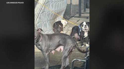 New Los Angeles city program aims to rescue dogs on Skid Row