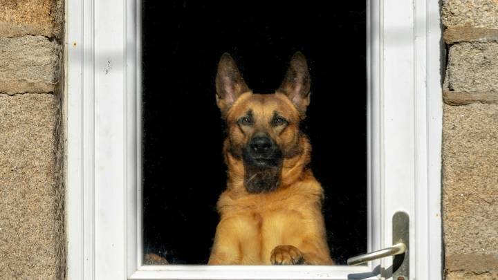 Tu perro no te recibe en la puerta por lo que crees: un veterinario aclara el verdadero motivo