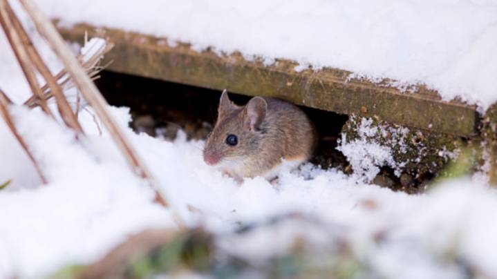 Keep Mice From Making Your Home Their Winter Retreat With One Simple DIY Solution
