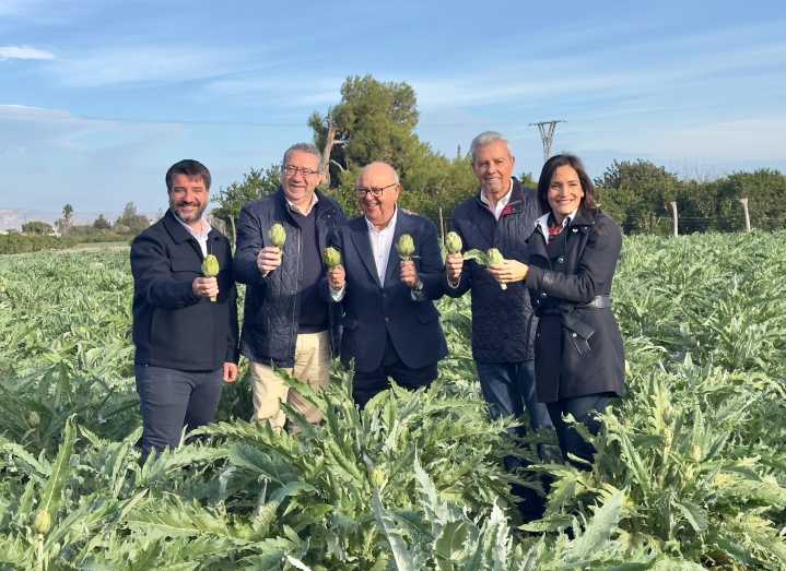 La alcachofa alicantina, en plena forma: Prevé subir la producción un 10 % hasta las 30.000 toneladas
