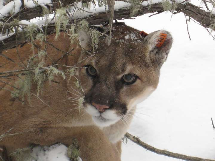 Cougar walks away from vehicle collision in the Upper Peninsula, DNR says