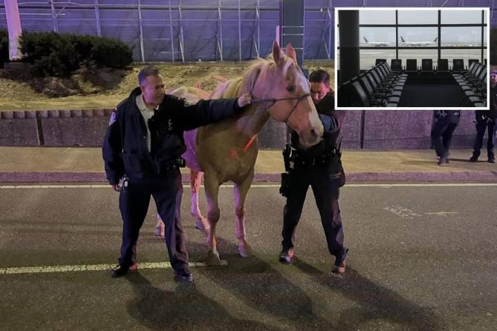 Runaway horse 'Sundance' dashes down highways near JFK Airport before safe capture: wild footage