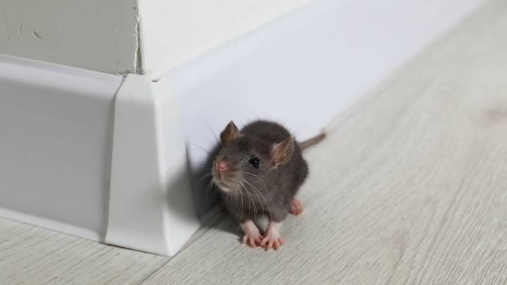 The Surprising Item That Is Enticing Mice Into Your Home