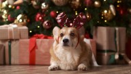 Gifts for people with pets from $10 to $150