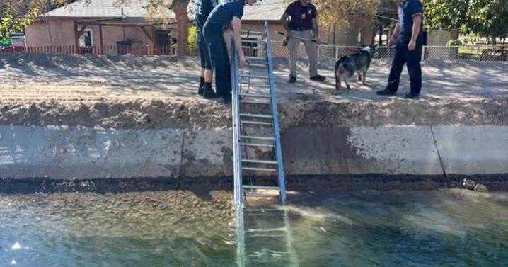 Dogs rescued from canal, firefighters and animal control team up